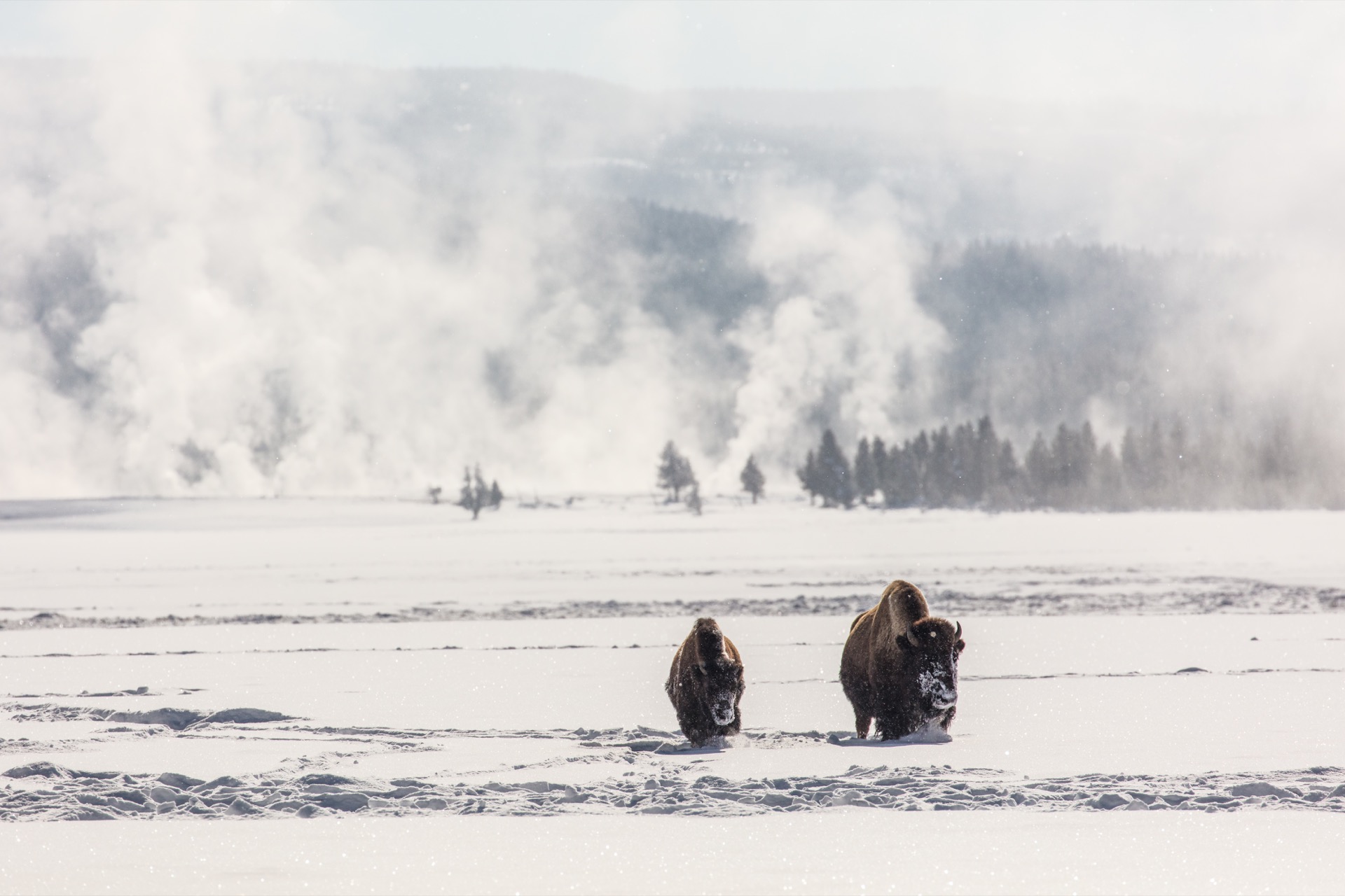 Bison in Yellowstone winter