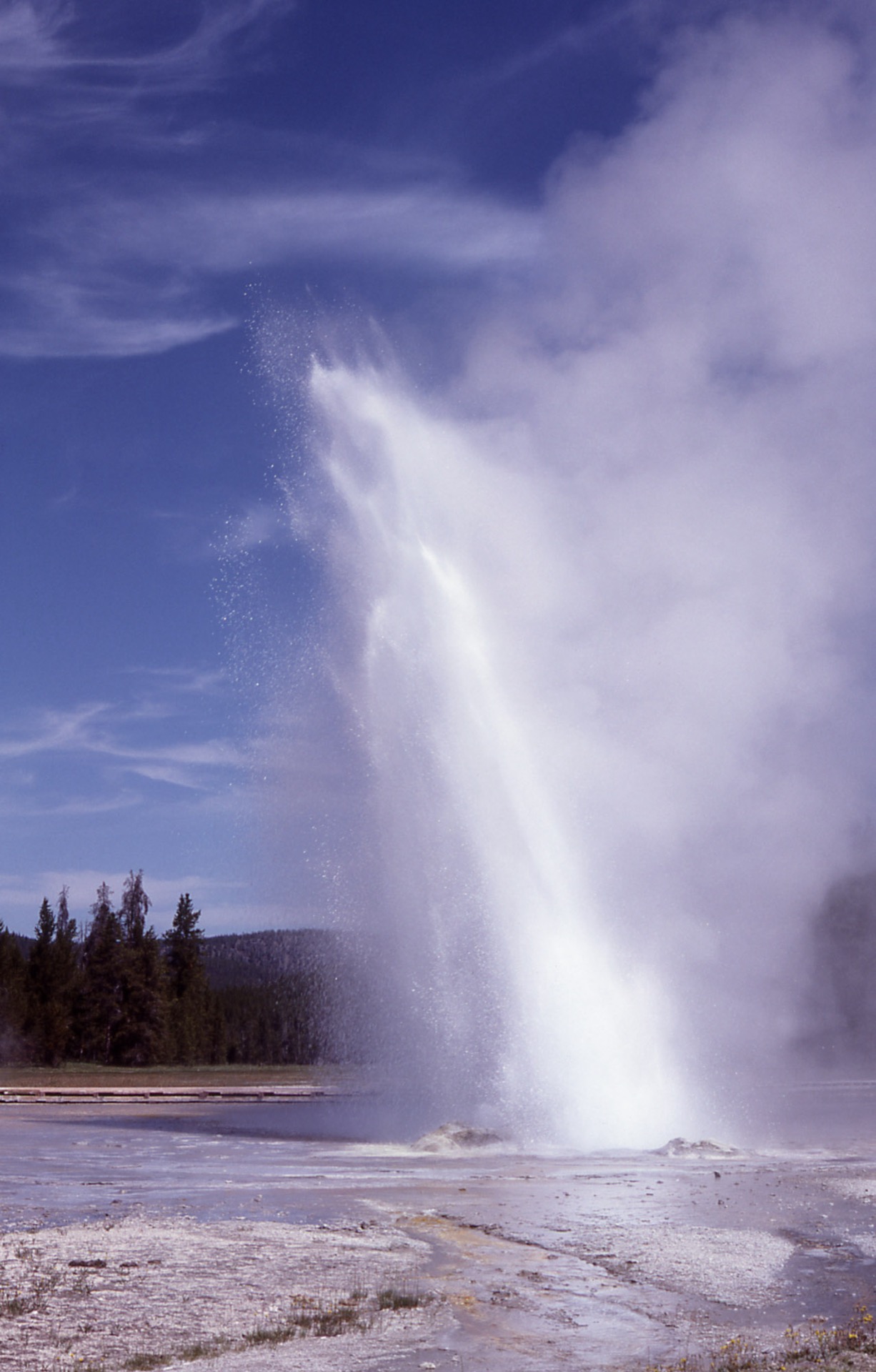 Daisy Geyser