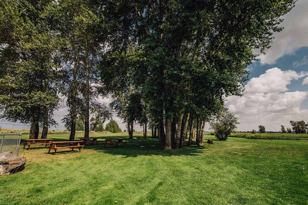 Shaded picnic tables on the lawn