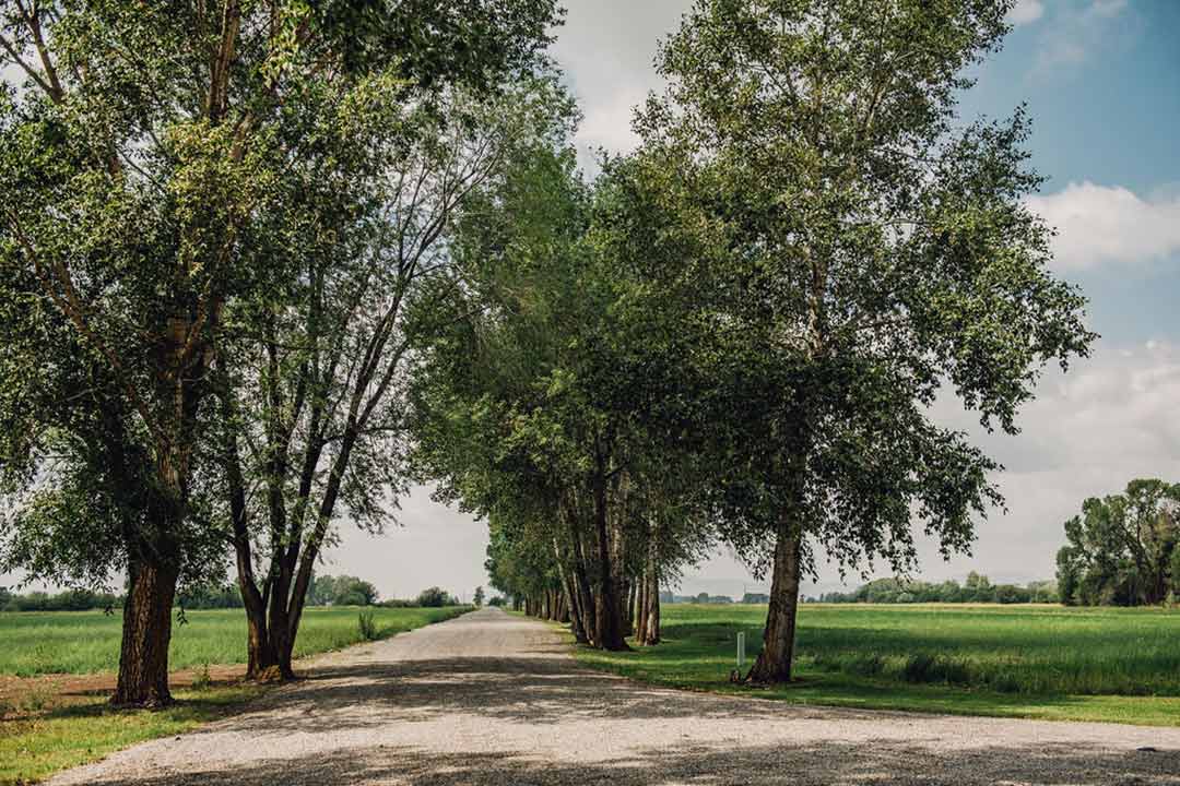 Tree-lined drive arriving at Three Peaks Lodge