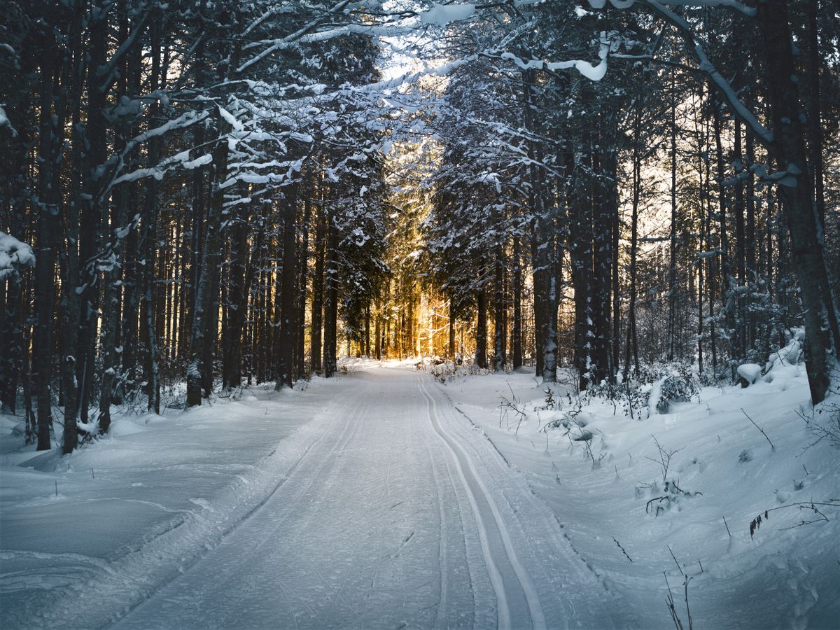 Winter forest